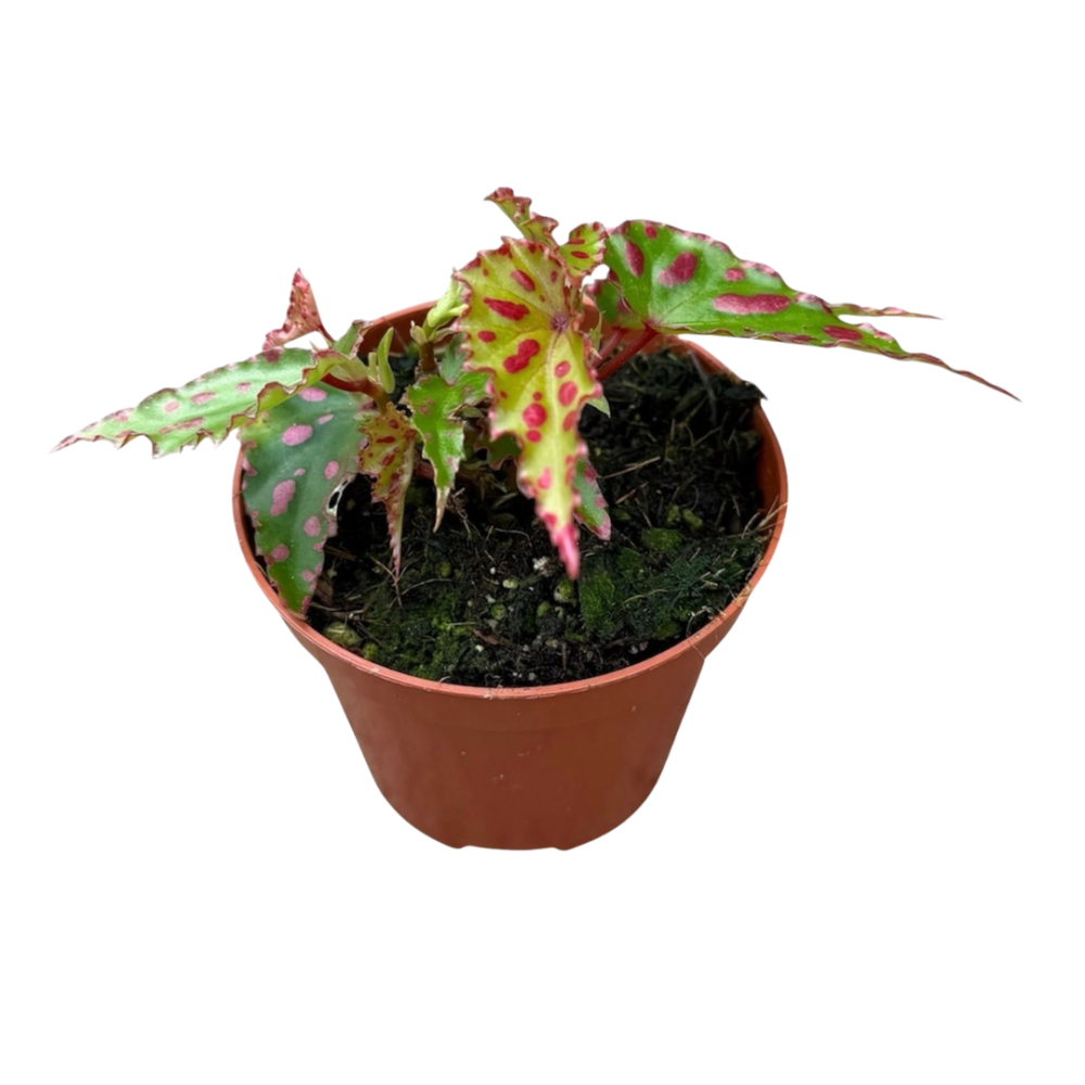 Begonia Pink Dottie 8cm