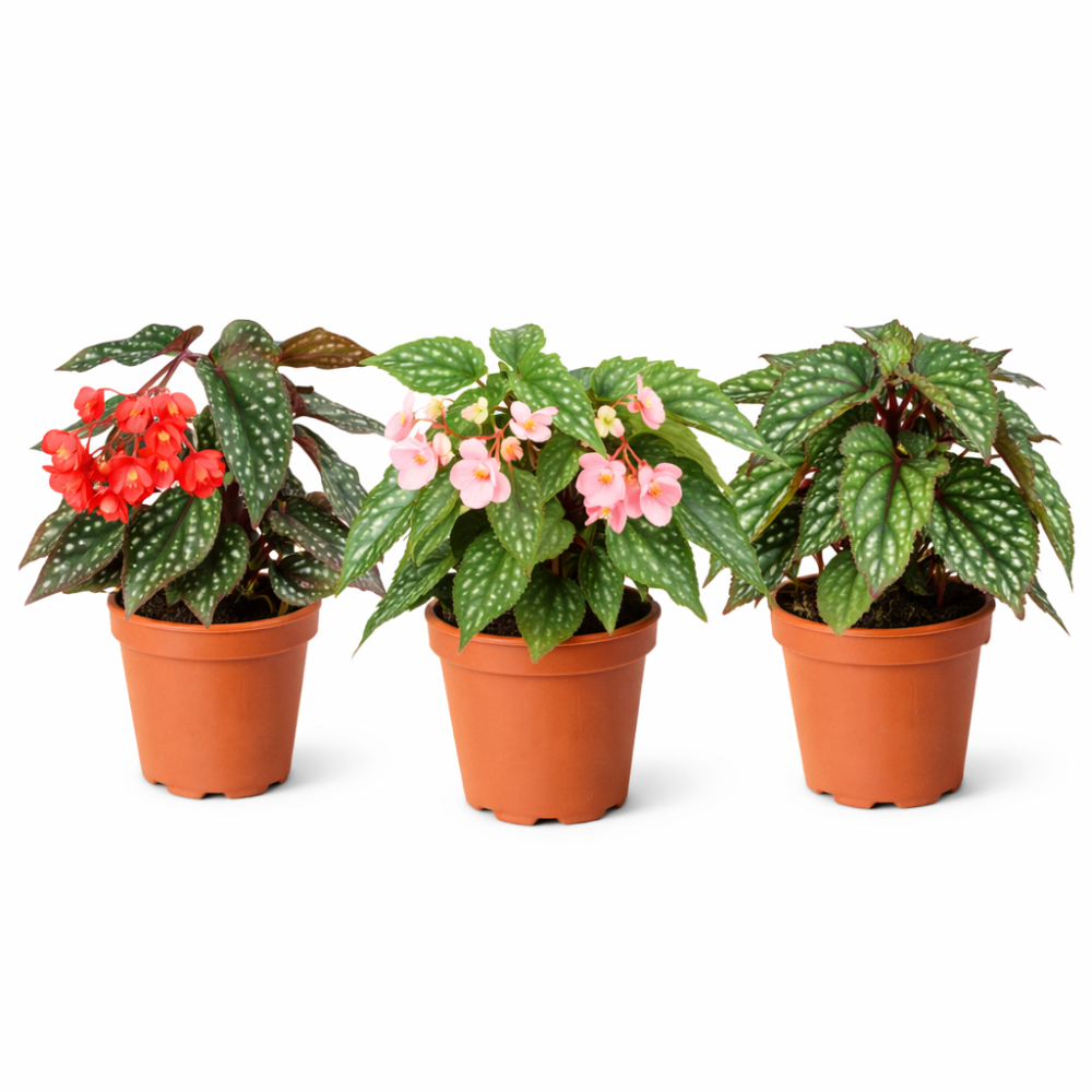Begonia mix wings 12cm