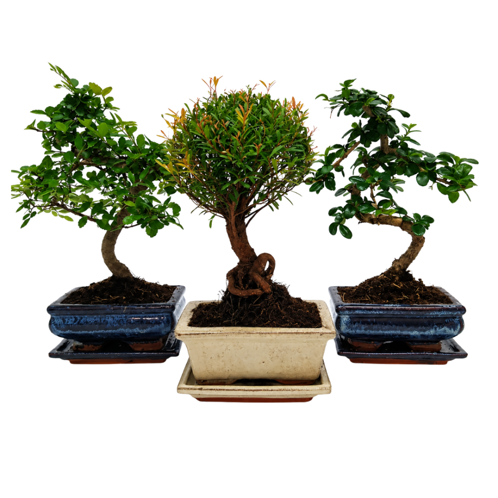 Bonsai and Pot (mixed) 15cm
