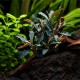 Bucephalandra Red Scorpio