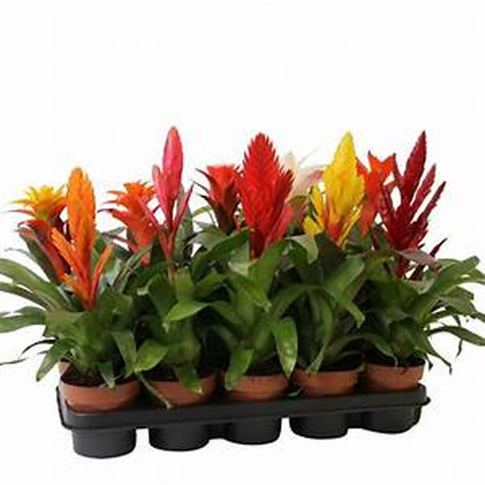 Cactus Bromelia Mixed 5 cm