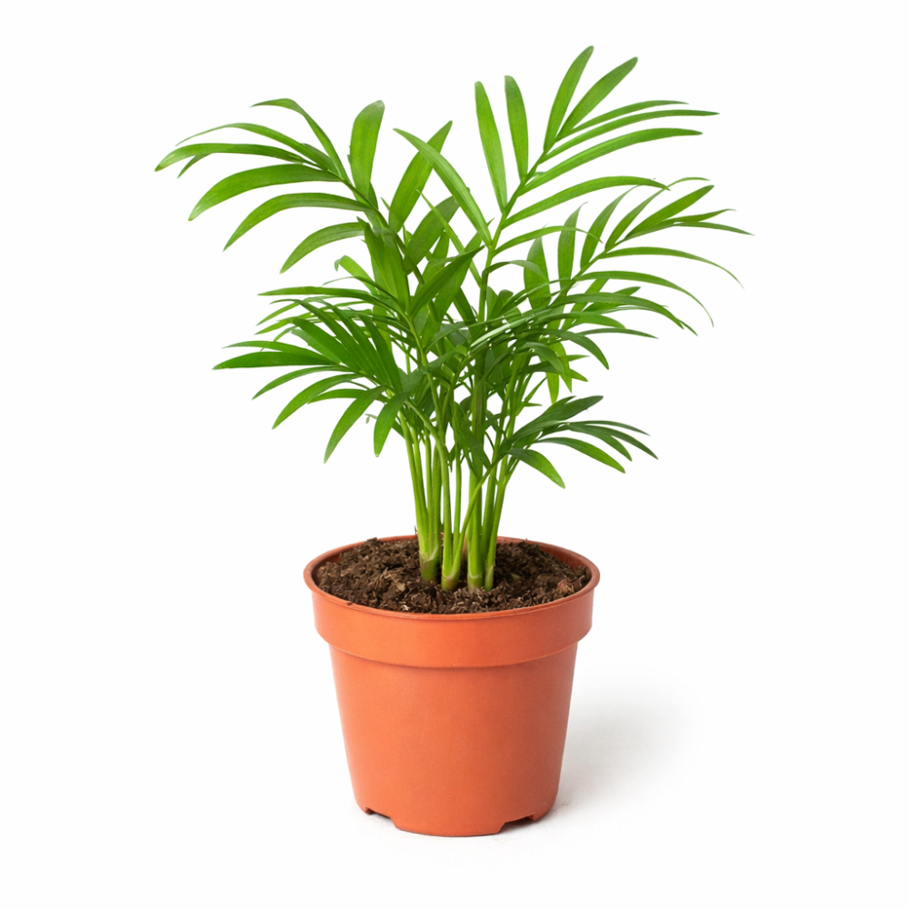 Chamaedorea Elegans 5 cm