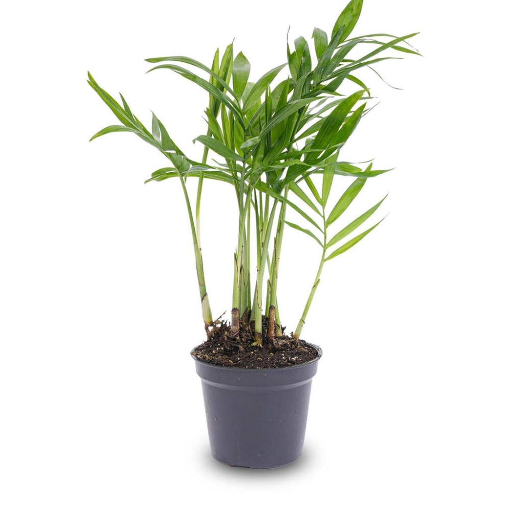 Chamaedorea elegans mini  6cm