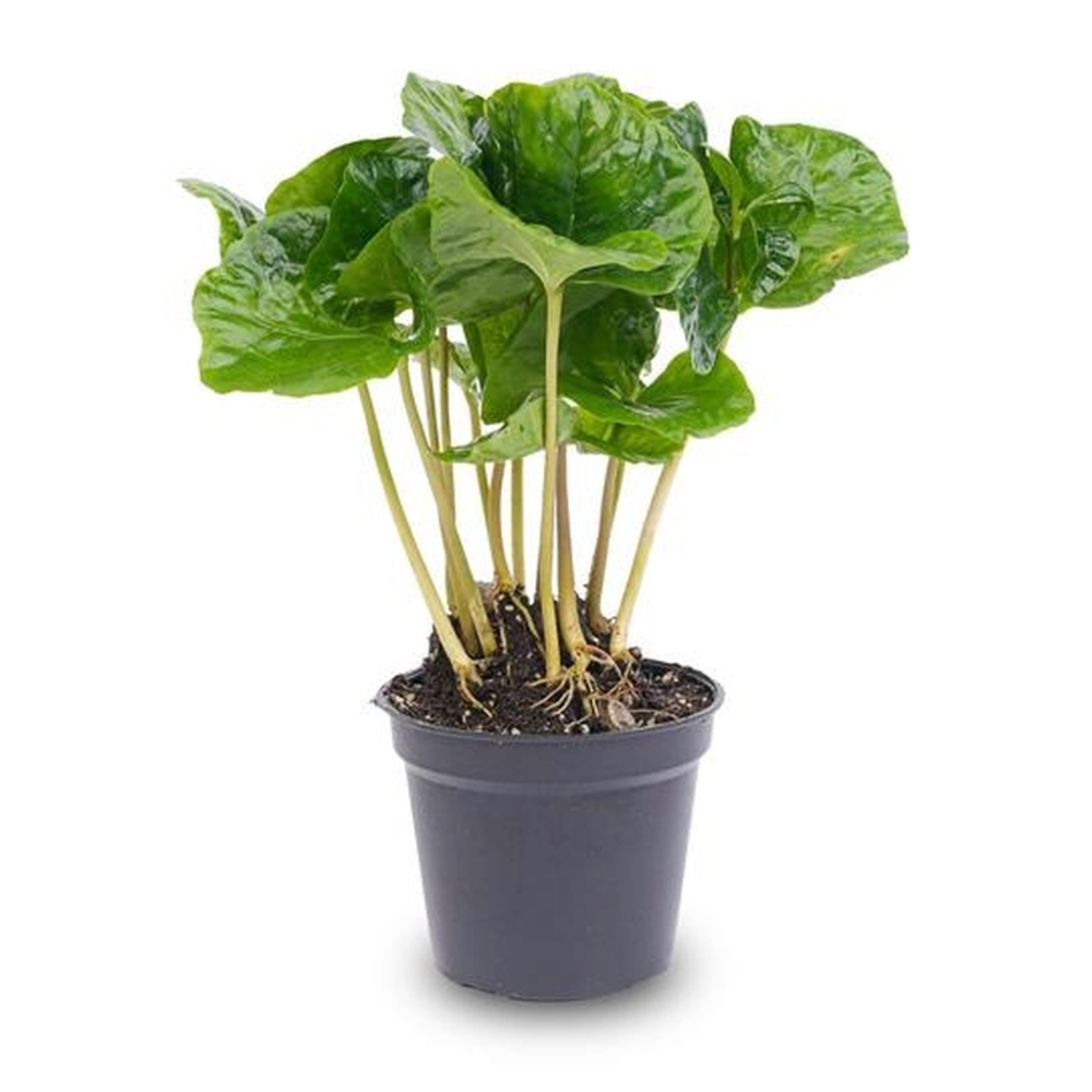 Coffea Arabica  6 Cm