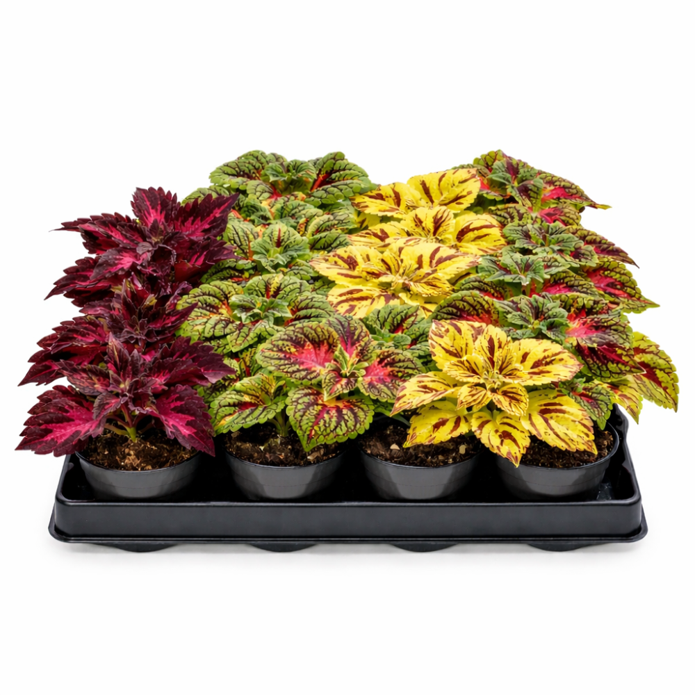 Coleus  mini mixed  6cm