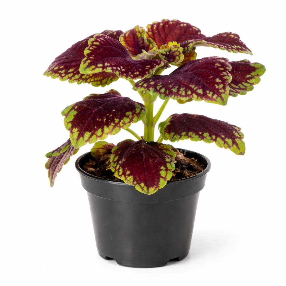 Coleus abbey road  6cm