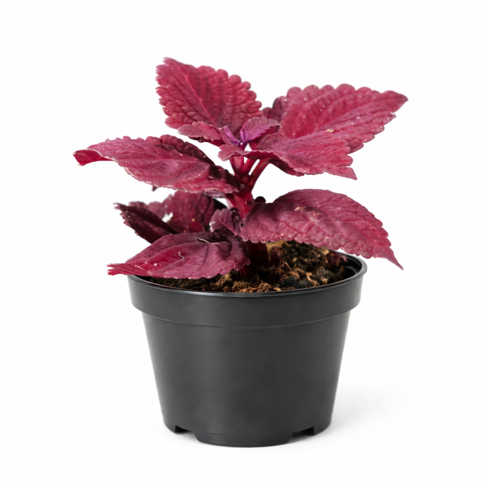 Coleus second street  6cm