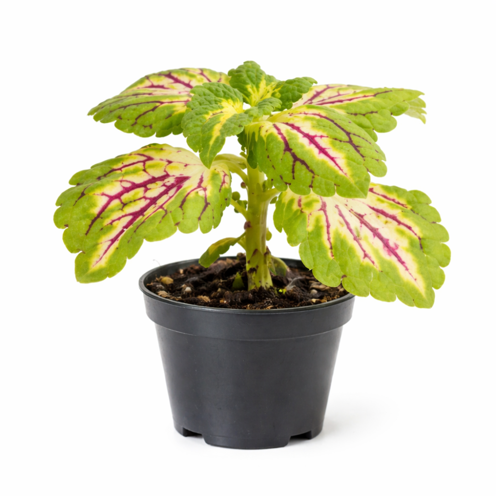 Coleus spacecake  6cm