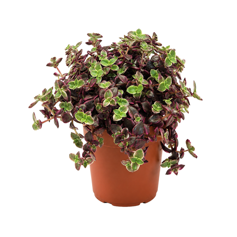 Crassula Marginalis 12cm