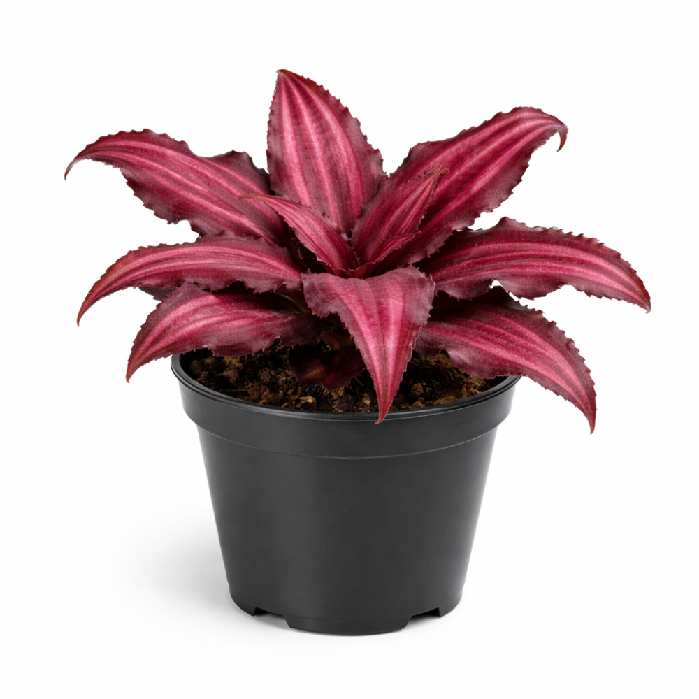 Cryptanthus ruby star  9cm