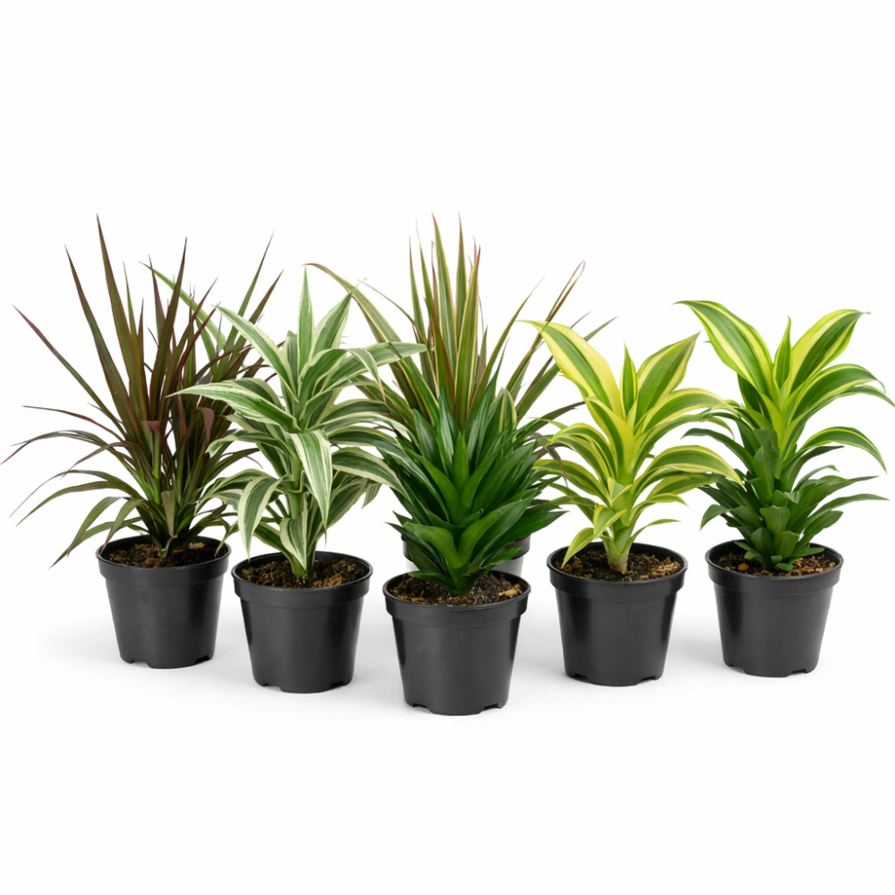 Dracaena  deremensis mix mini  6cm