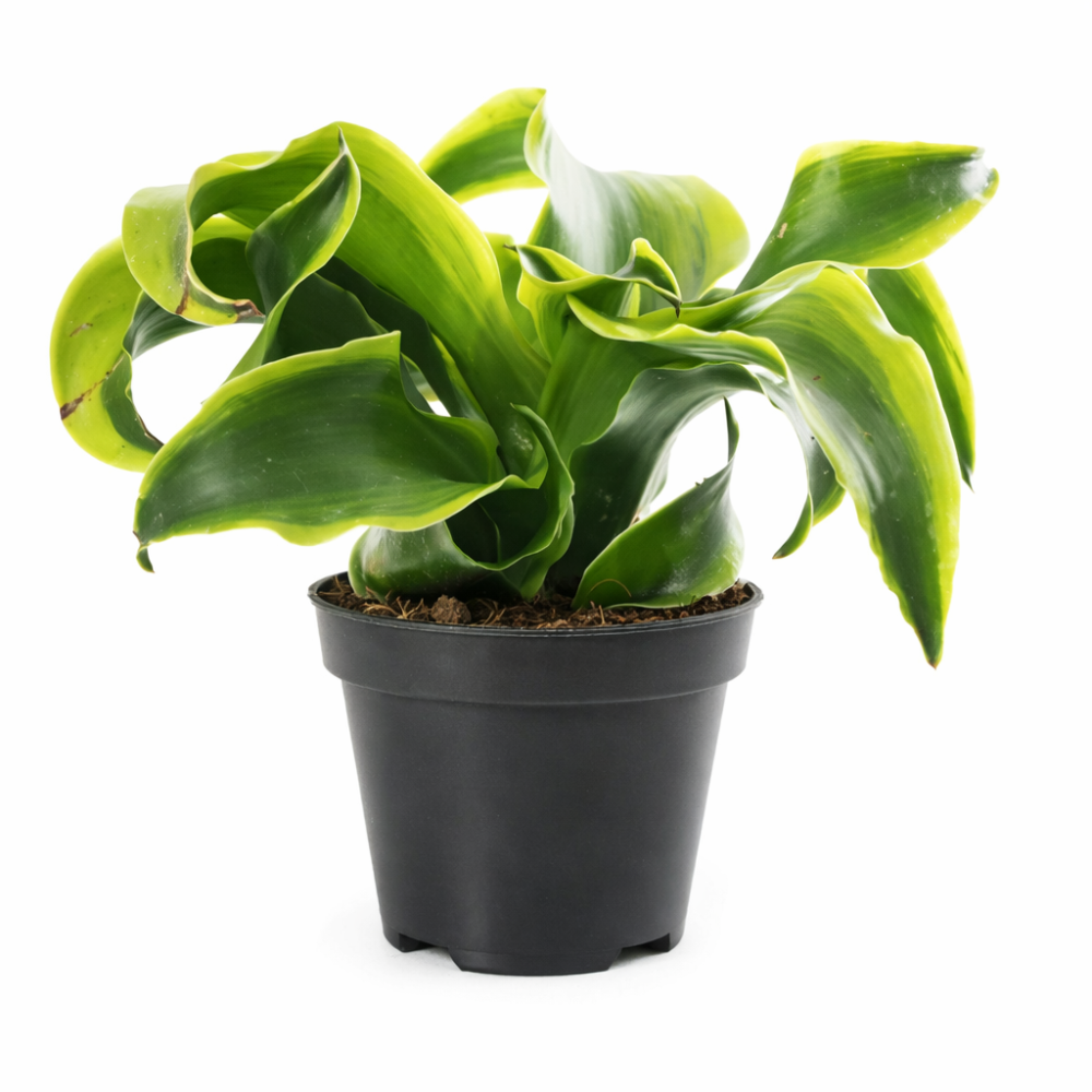 Dracaena dragontree tornado  6cm