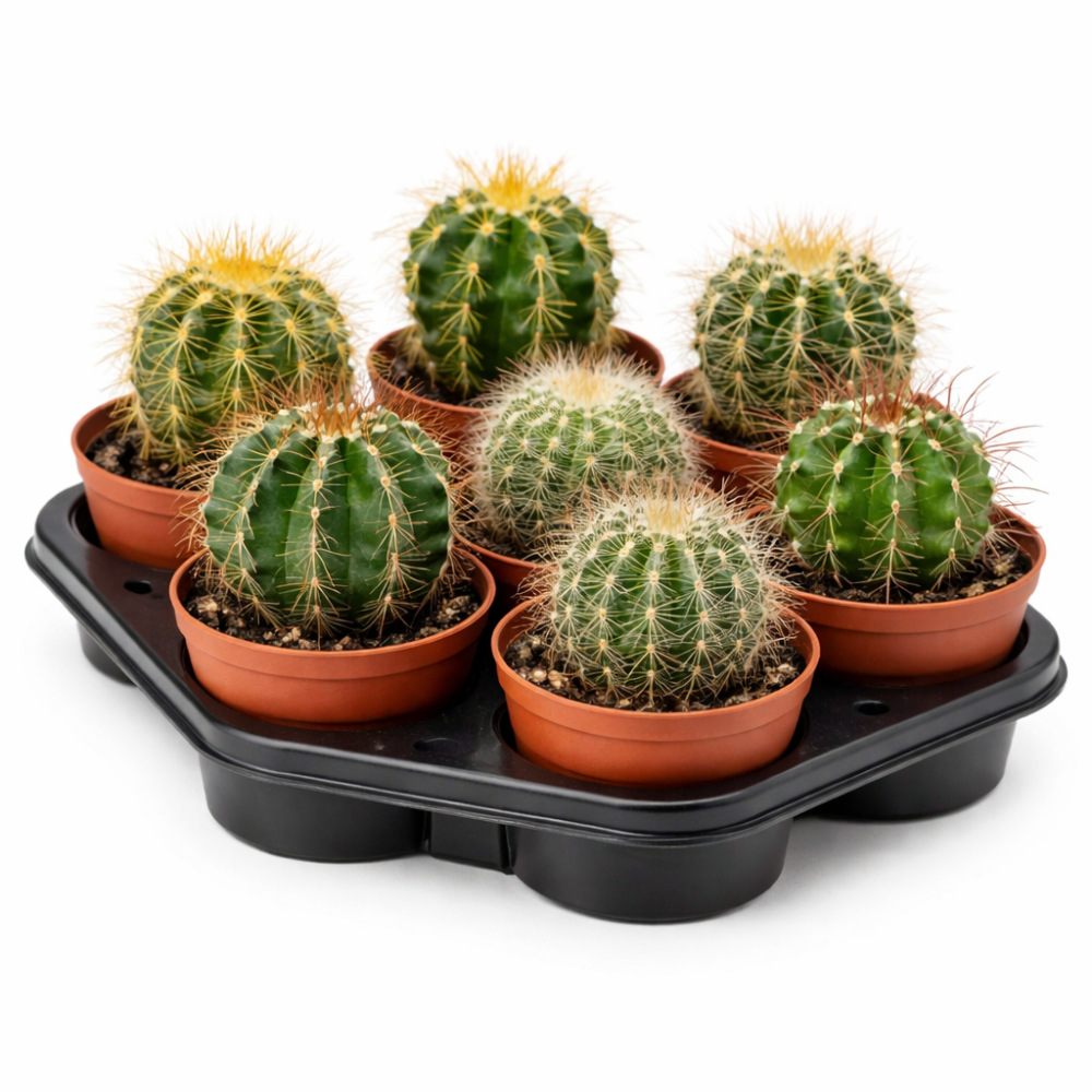 Echinocactus Mixed 5 cm