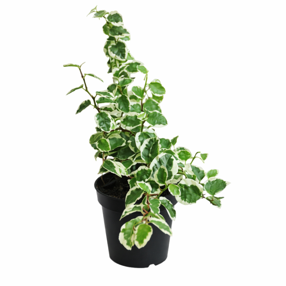 Ficus bellus sunny  6cm