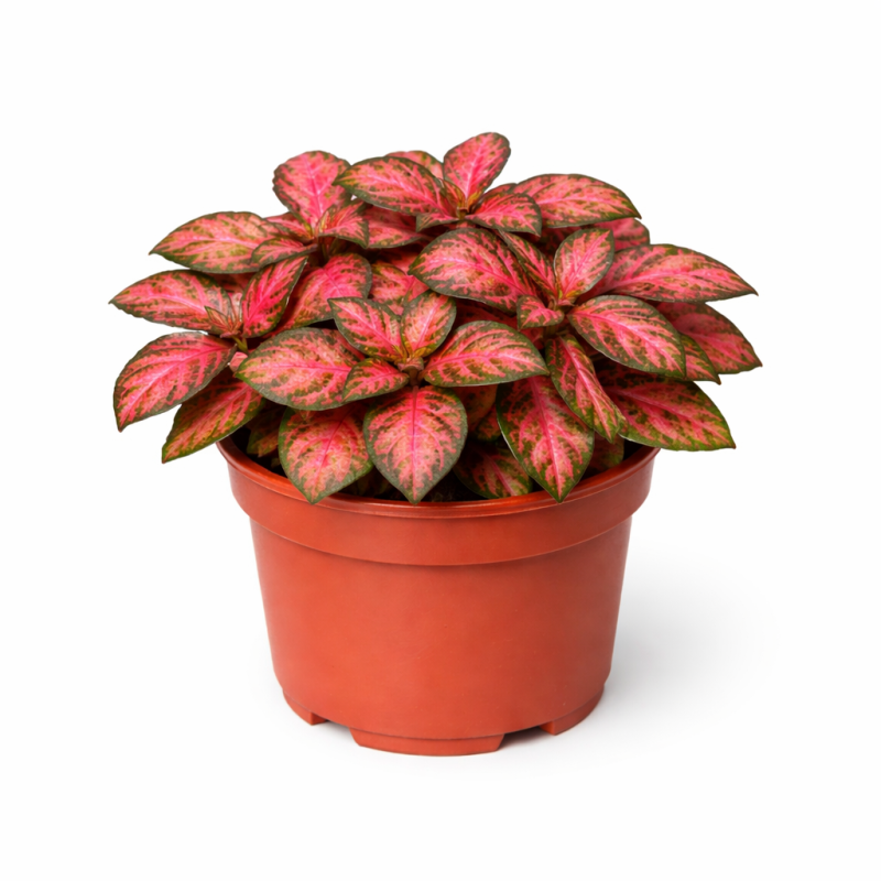 Fittonia forest flame mini  7cm