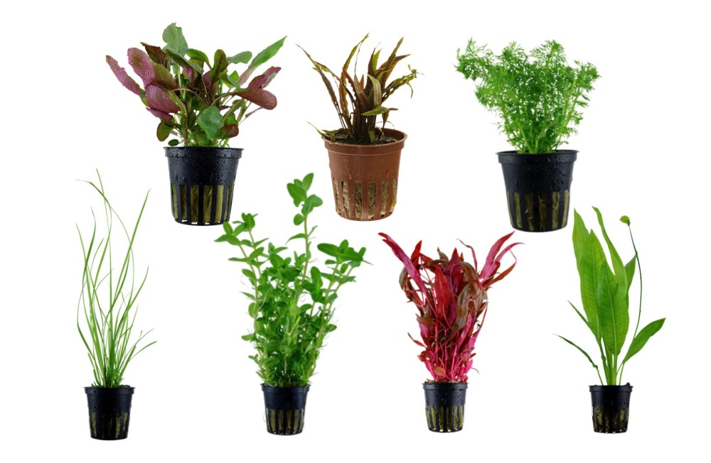 Perfect Plants for Every Aquascape, Check it out.