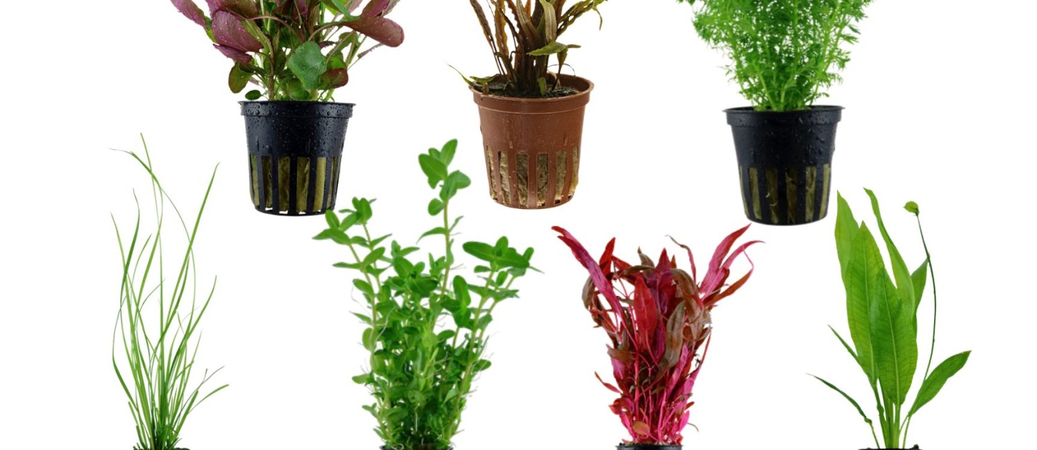 Perfect Plants for Every Aquascape, Check it out.