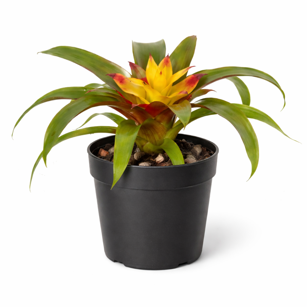 Guzmania 'Mia' mini  5.5cm