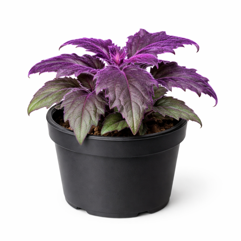 Gynura purple passion mini  7cm