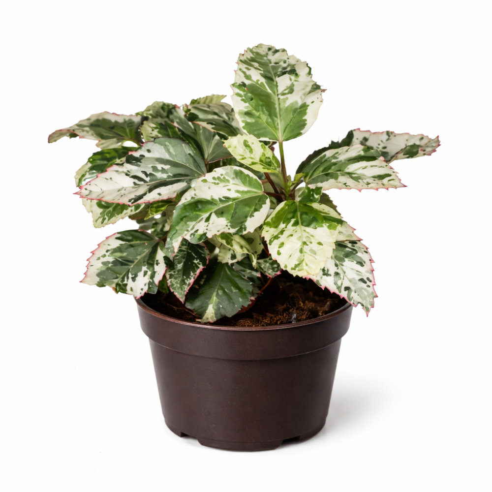 Hibiscus variegata  6cm