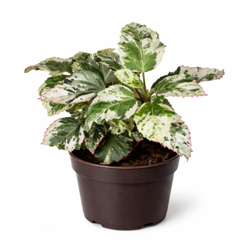 Hibiscus variegata 6cm