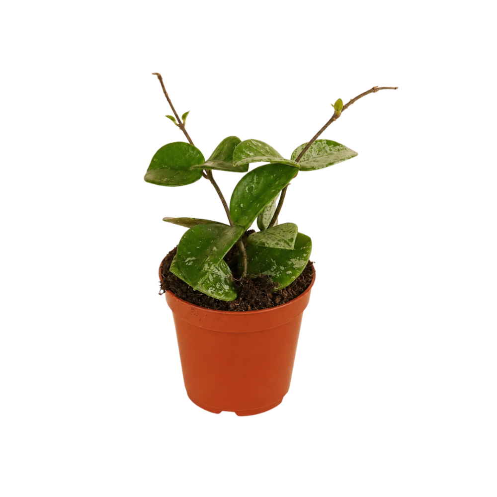 Hoya Mathilde Splash 6cm