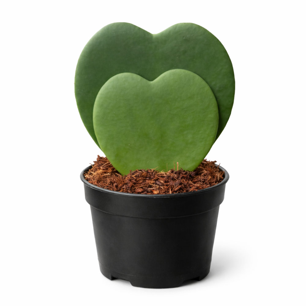 Hoya kerrii double leaf  7cm