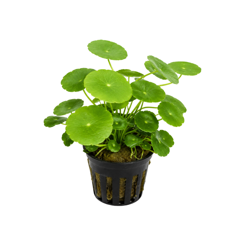 Hydrocotyle Vulgaris 18cm