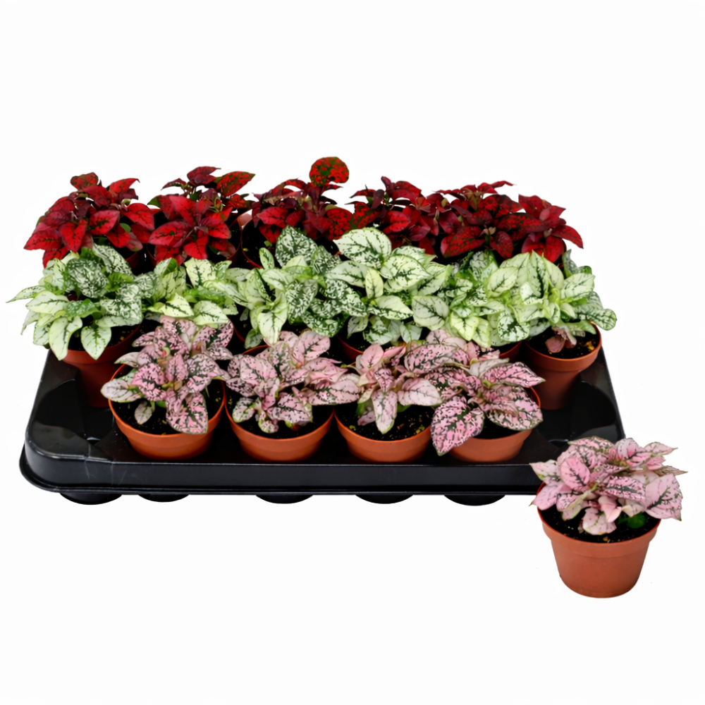 Hypoestes Mixed 8 cm