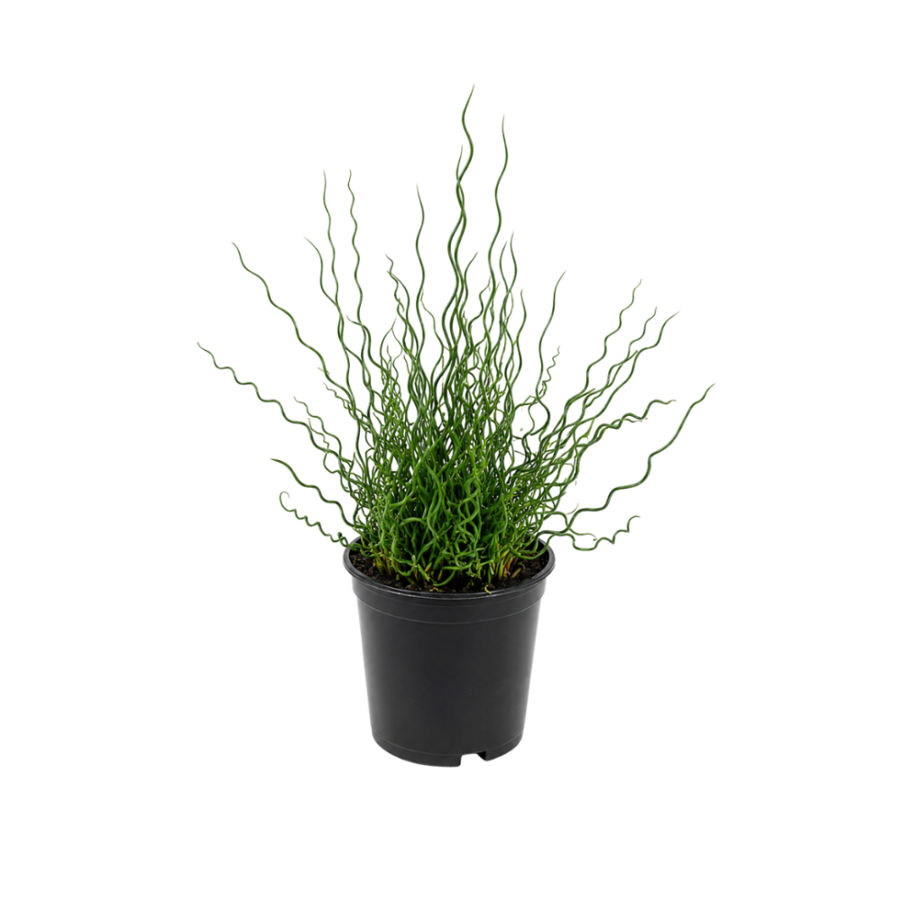 Juncus effusus spiralis