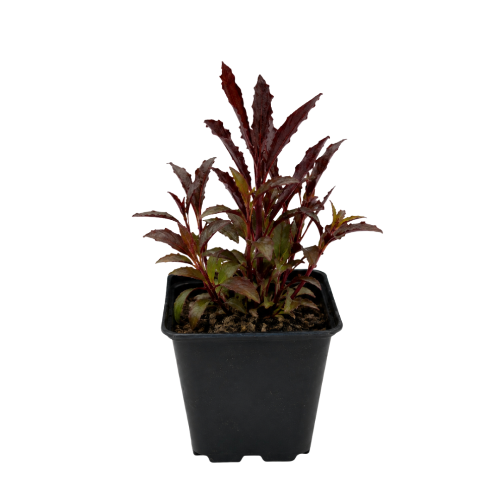 Lobelia Fulgens Queen Victoria 9cm