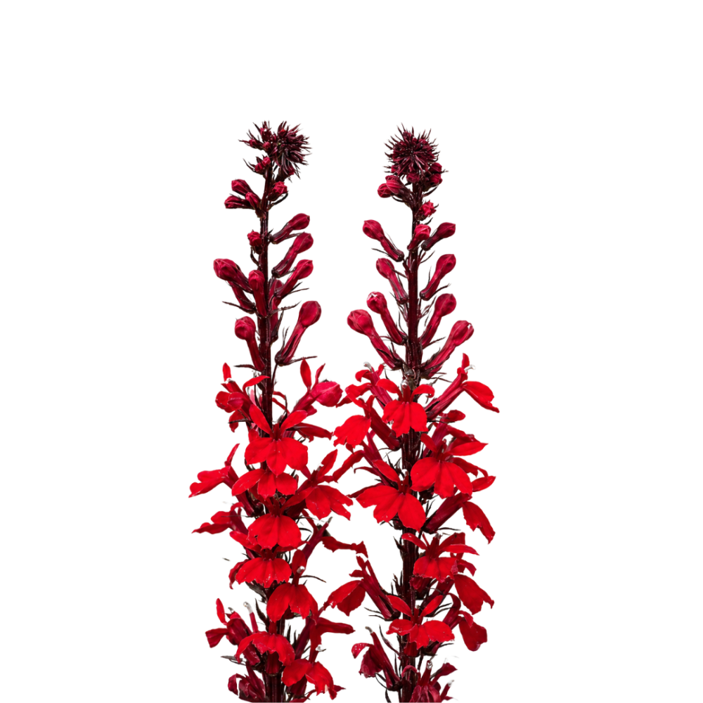 Lobelia Fulgens Queen Victoria 9cm