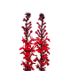 Lobelia Fulgens Queen Victoria 9cm