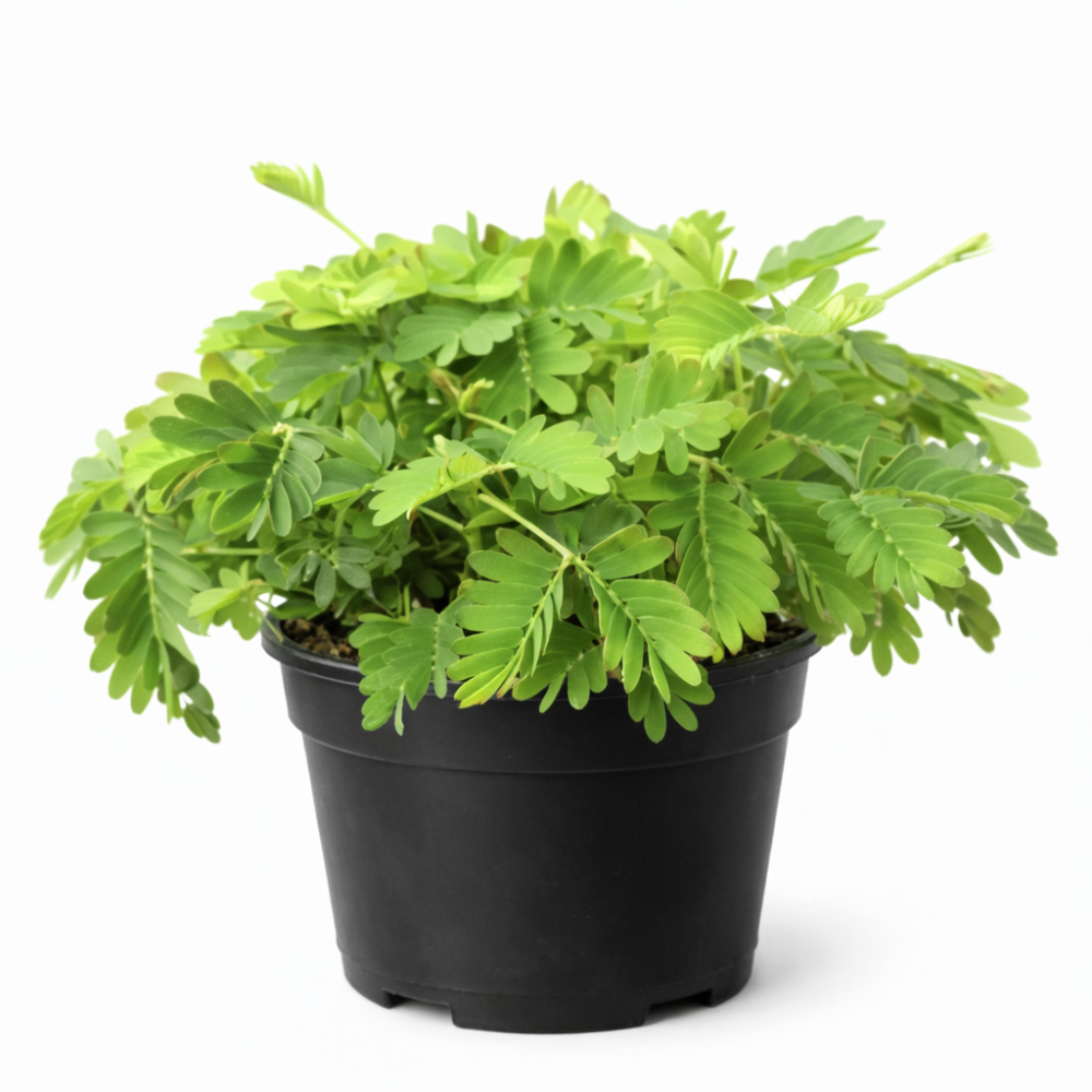 Mimosa pudica mini  6cm