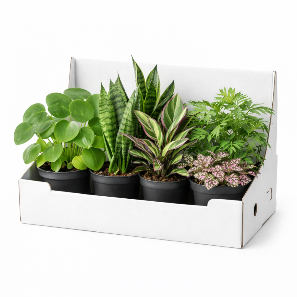 Mixplanten in showdoos 12cm