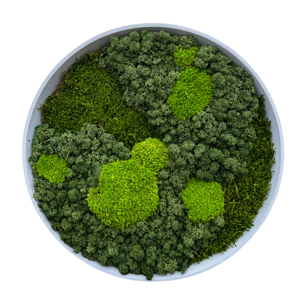 Moss Art L Circle Ref 101