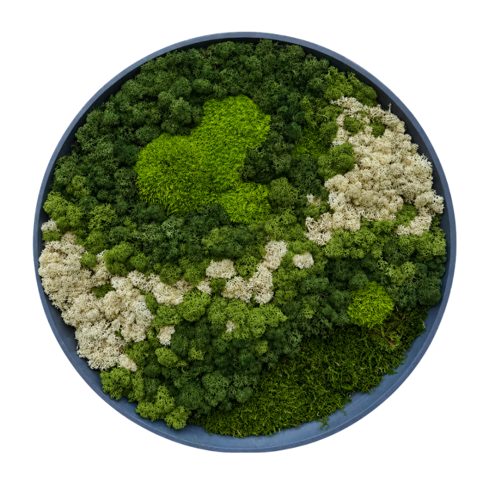 Moss Art L Circle Ref 104