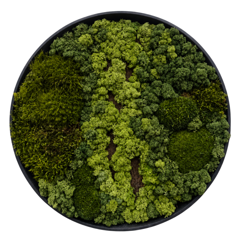Moss Art L Circle with Enrichment Ref 306