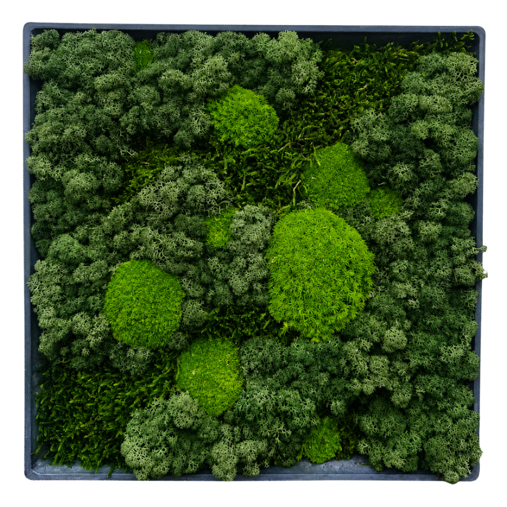 Moss Art M Square Ref 451