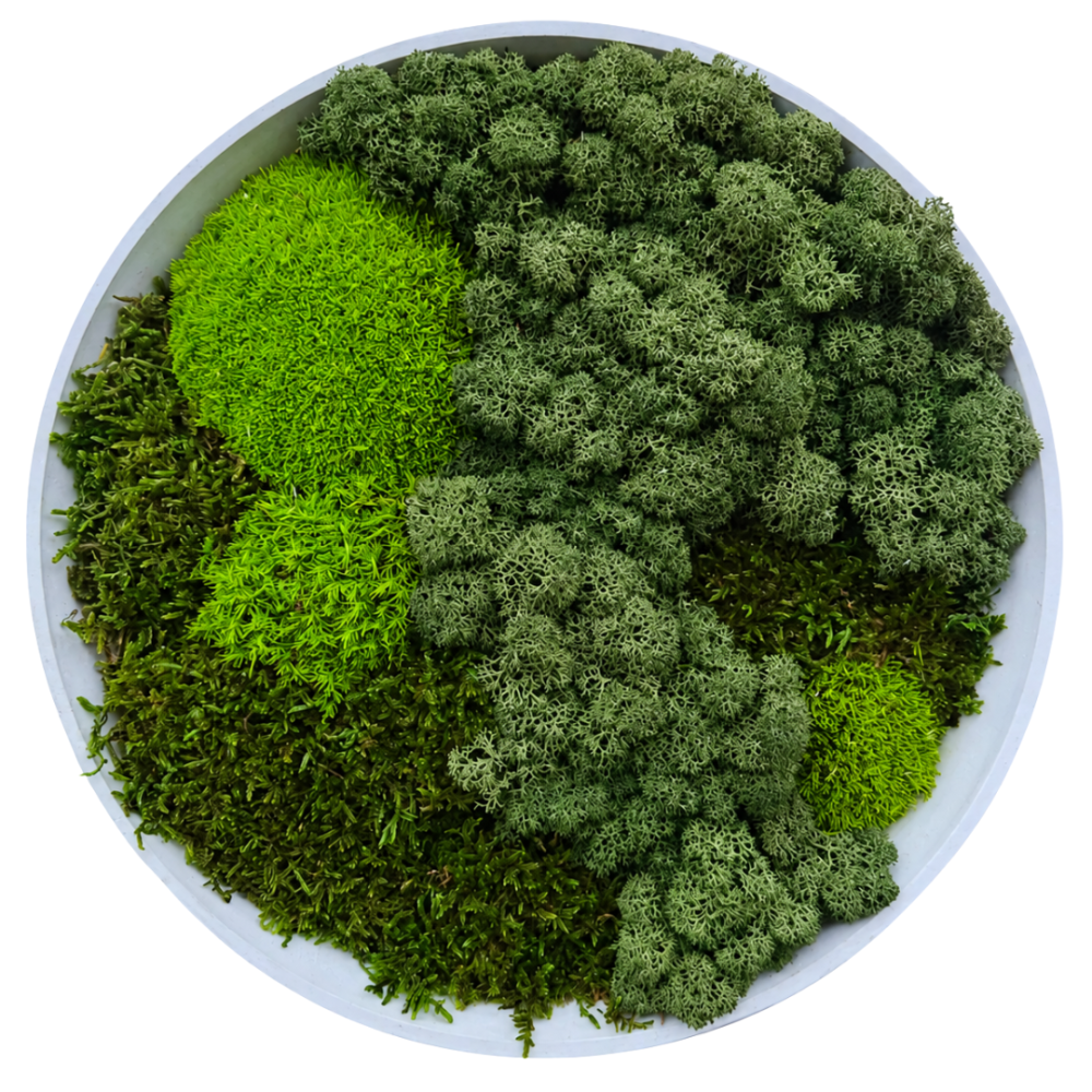 Moss Art S Circle Ref 002