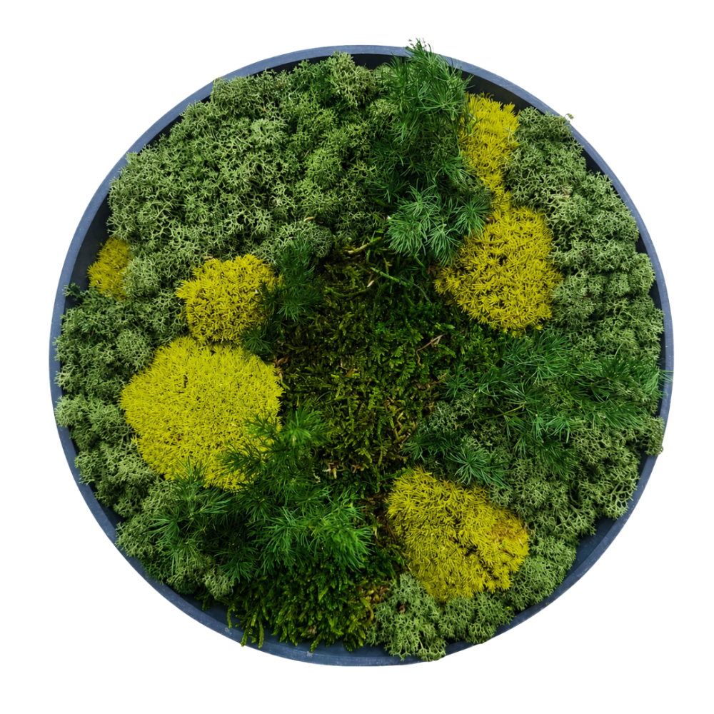 Moss Art S Circle with Enrichment Ref 201