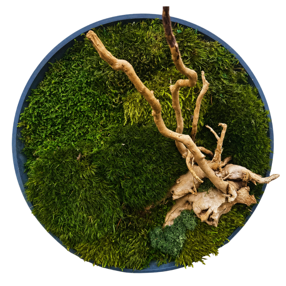 Moss Art S Circle with Enrichment Ref 202