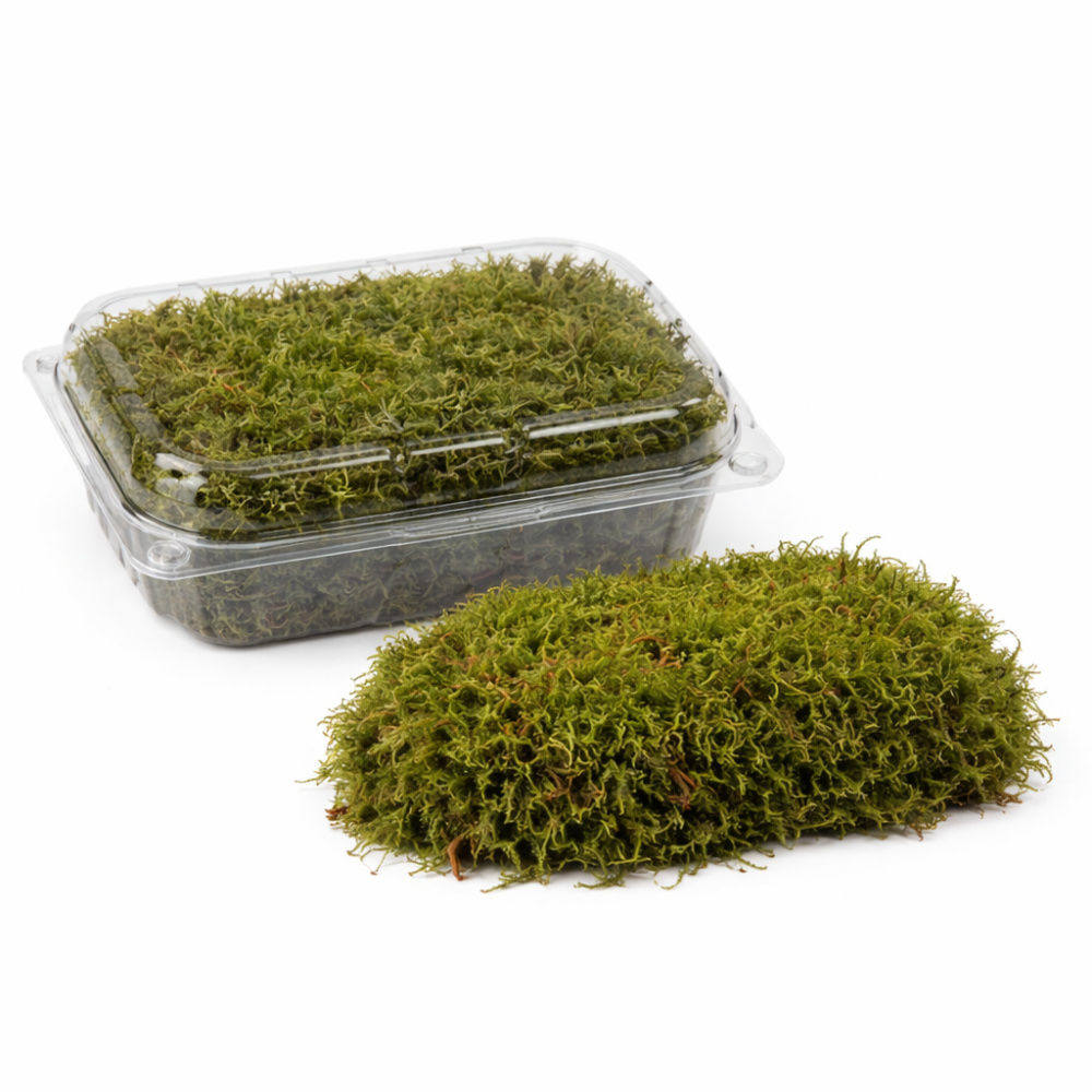 Moss pack  15cm