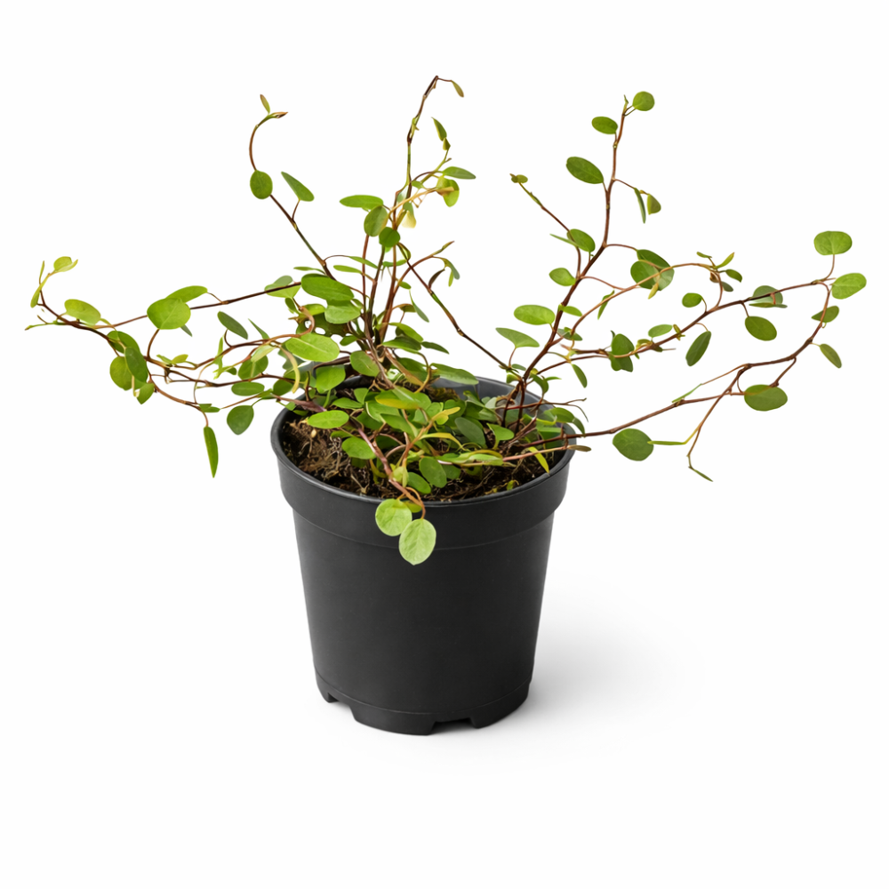 Muehlenbeckia complexa mini  6cm