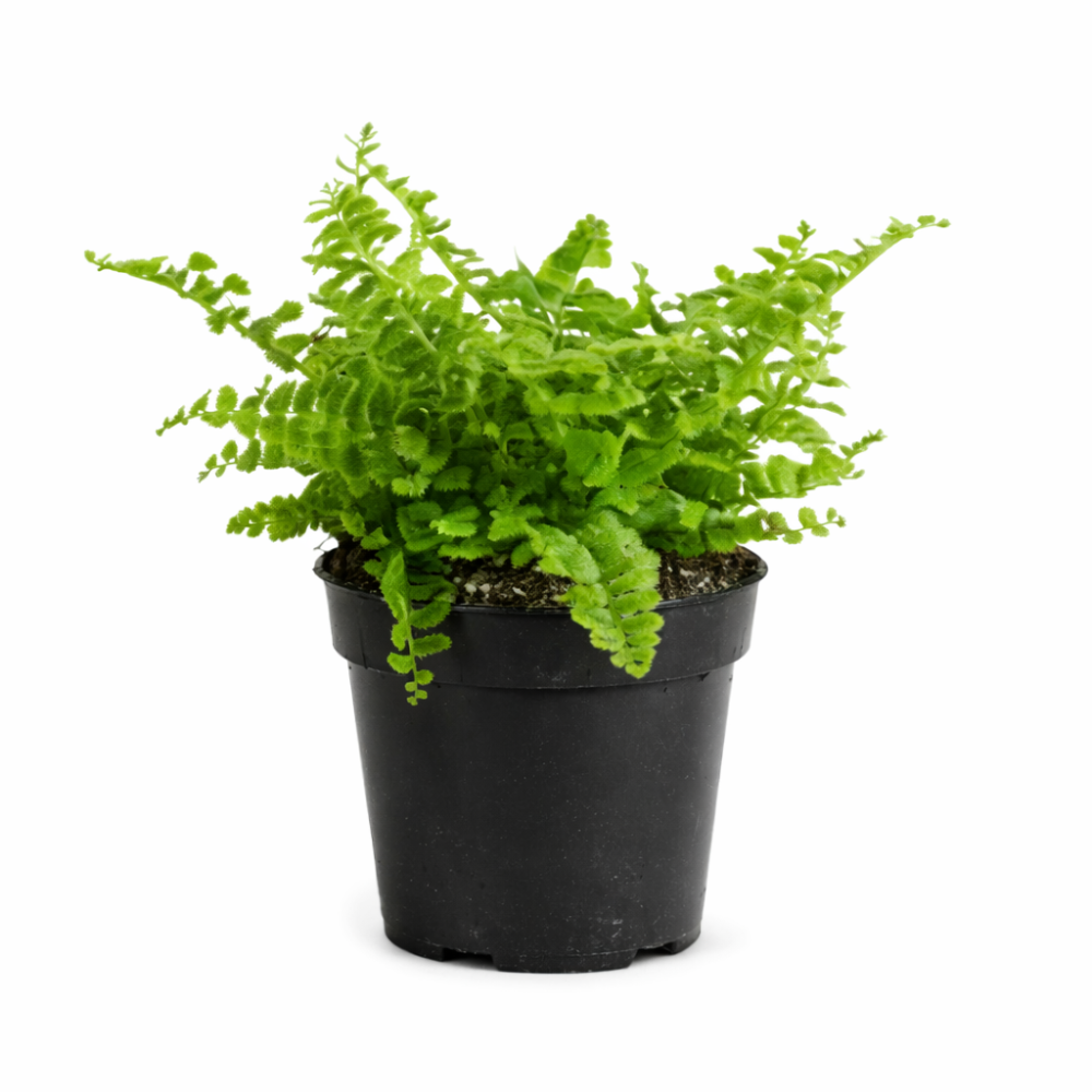 Nephrolepis green fantasy mini  7cm