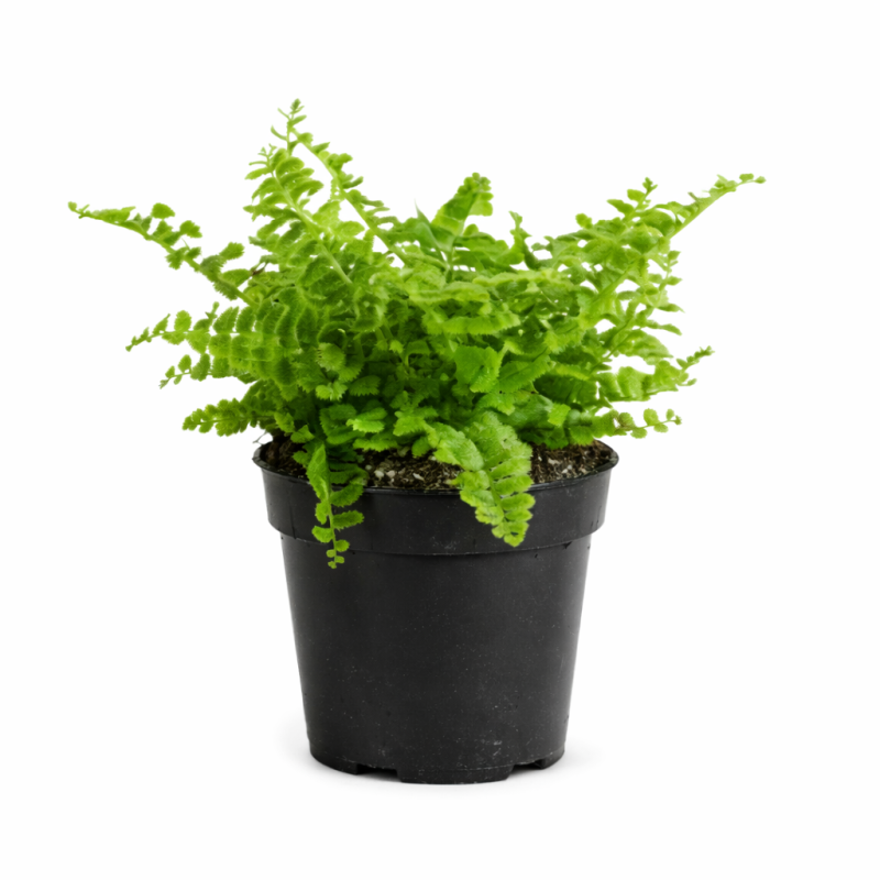 Nephrolepis green fantasy mini  7cm