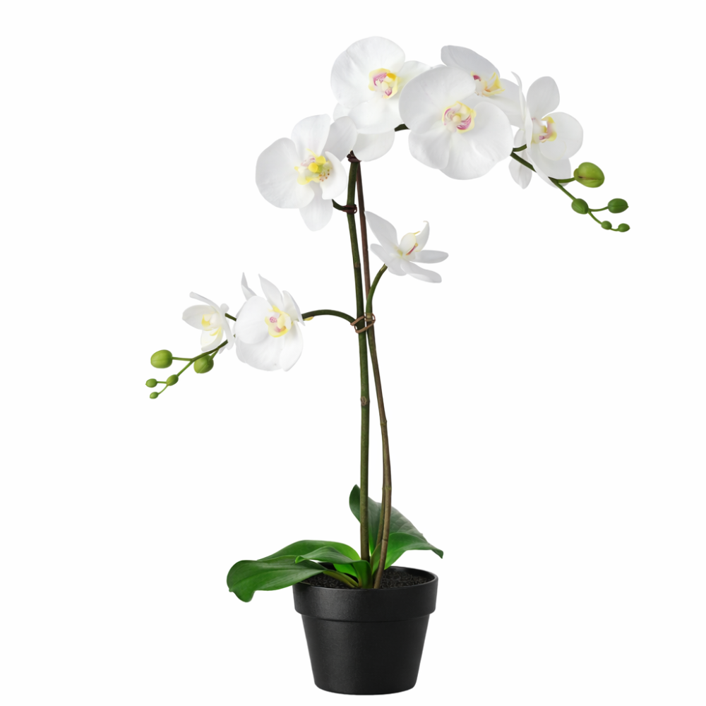 Orchid Luxe 12cm