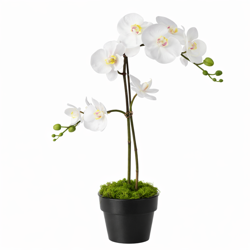 Orchid with moss on pot 8cm