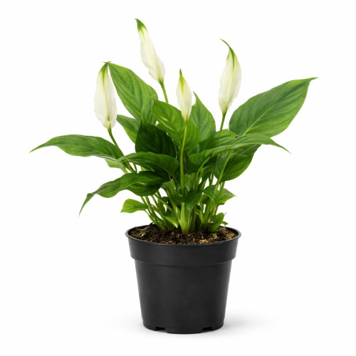 peace lily mini Buy Peace Lily Online | Air-Purifying & Elegant Plant | Mygreenscape