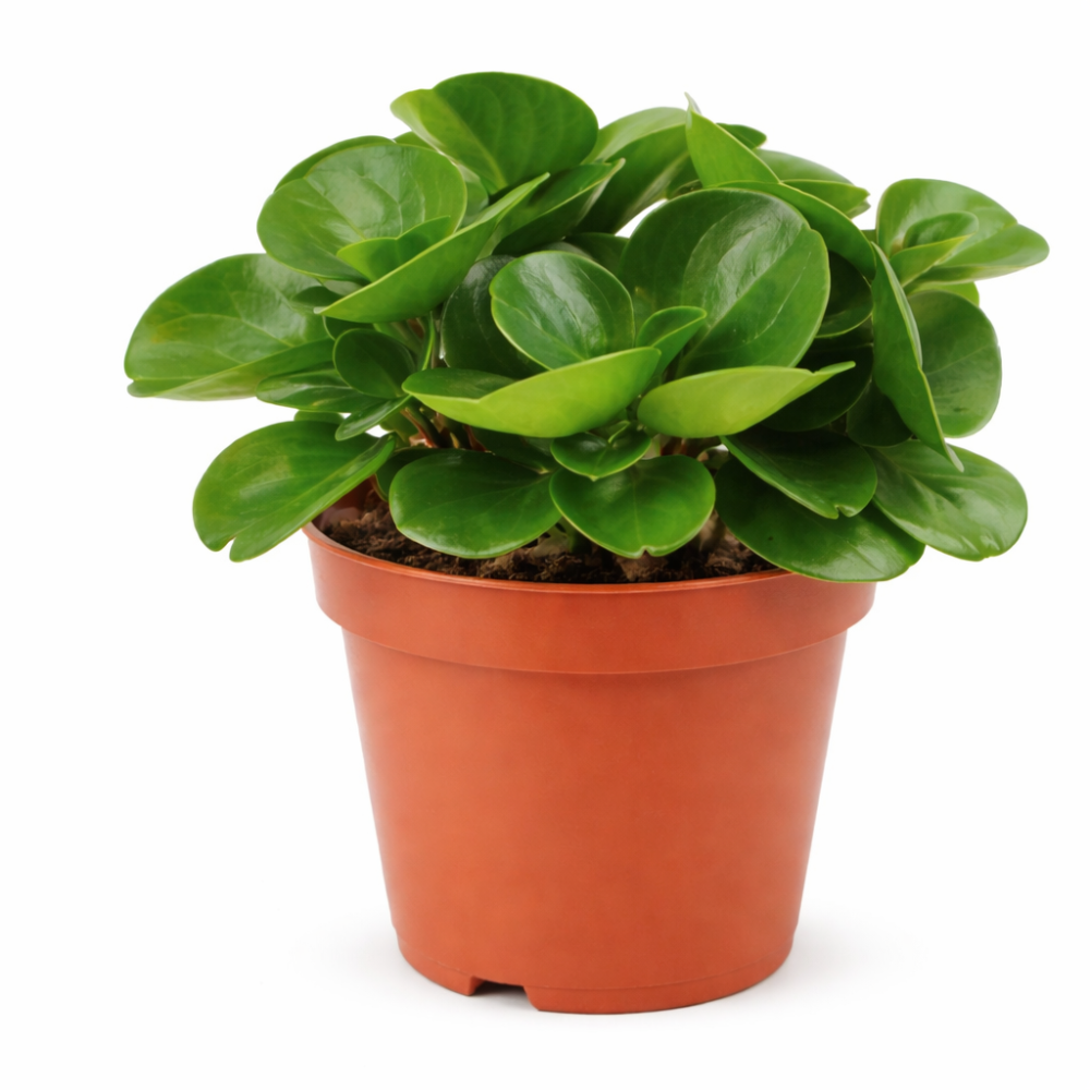 Peperomia Obtusifolia 10 cm